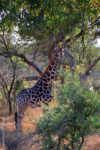 South African giraffe, Zanzibar, South African Republic © nyiragongo