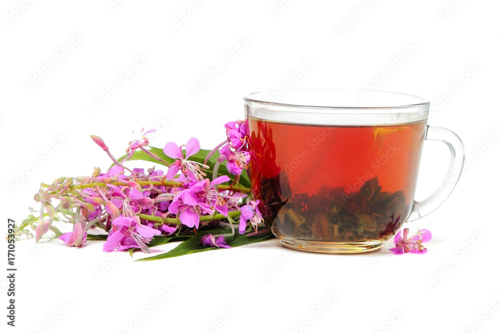 Ivan-tea on white