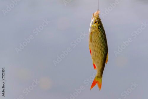 Common rudd fish photo