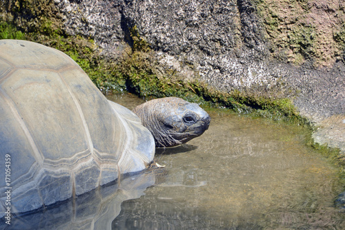 tartaruga gigante esce dall'acqua.  una tartaruga gigante fa il bagno ed esce dall'acqua, serie fotografica. © lucio pepi