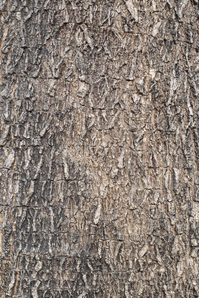 Surface of wood bark close up background. Surface of wood bark close up background.