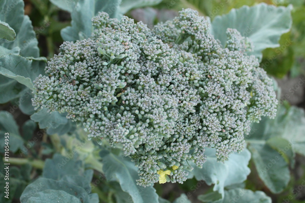 broccoli broccoli