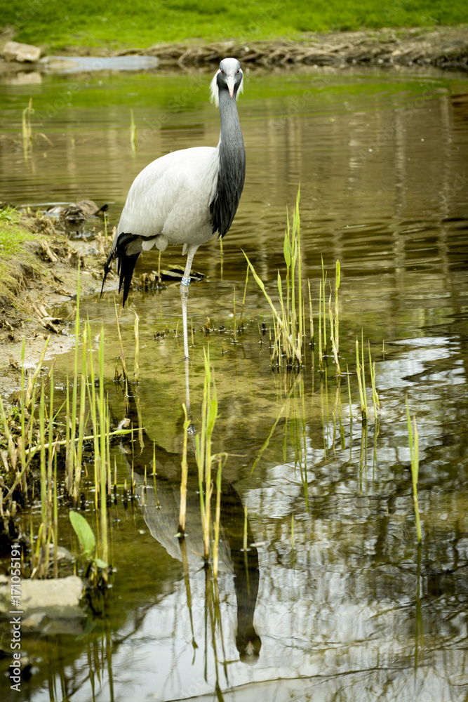 heron heron