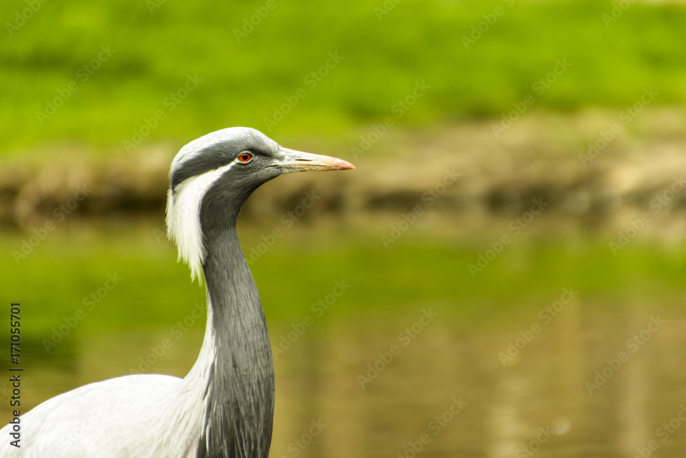 Naklejka premium heron