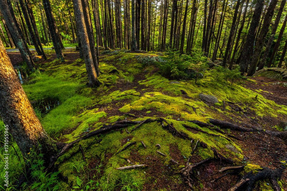 Obraz premium Mossy Forest Floor room with a view 
