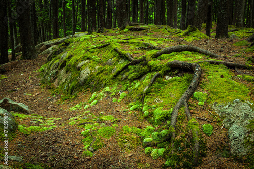 Mossy forest floor campground