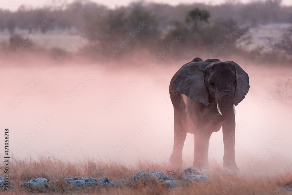 Obraz premium Elephants