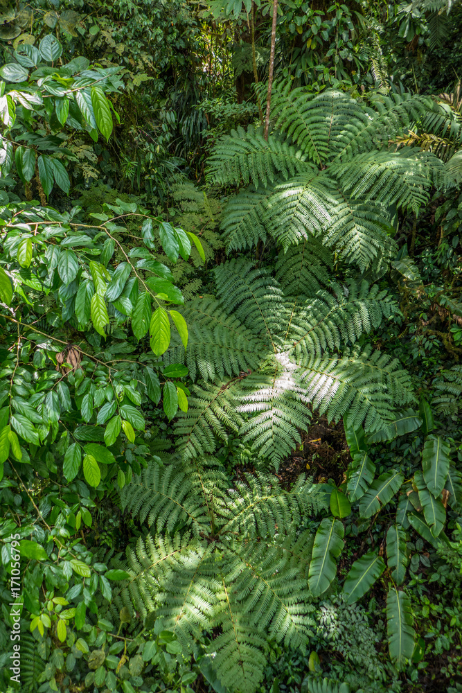 Fototapeta premium Monteverde Cloud Forest Reserve
