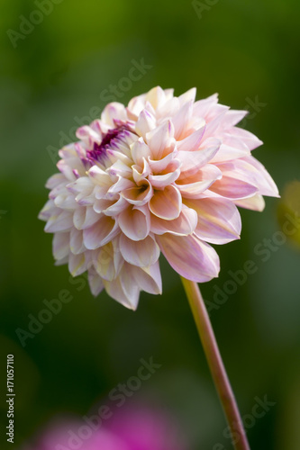 Fototapeta Naklejka Na Ścianę i Meble -  Dahlie (Dahlia)