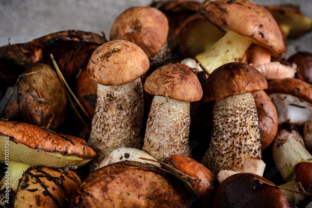 a lot of mushrooms on a gray background a lot of mushrooms on a gray background