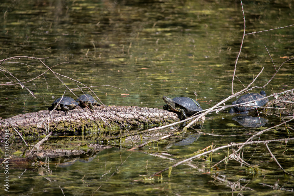 Turtle Turtle