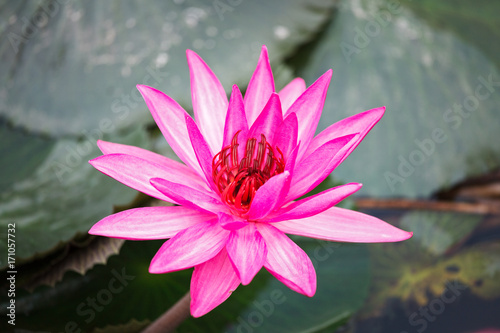 A blossom pink lotus or water lily, which is symbolic of purity of the body, speech, and mind, in Buddhism, in pond