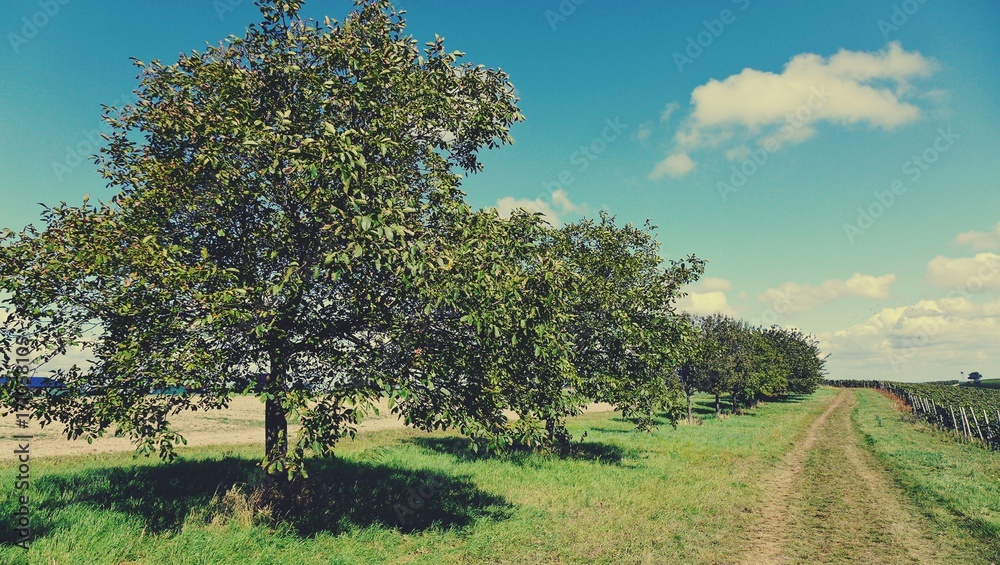 Nussbäume am Rande eines Weinbergs