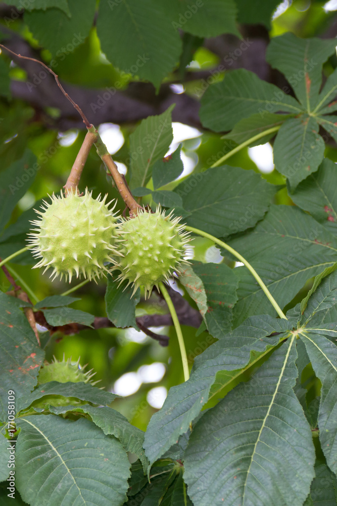 not ripe horse chestnut fruit not ripe horse chestnut fruit