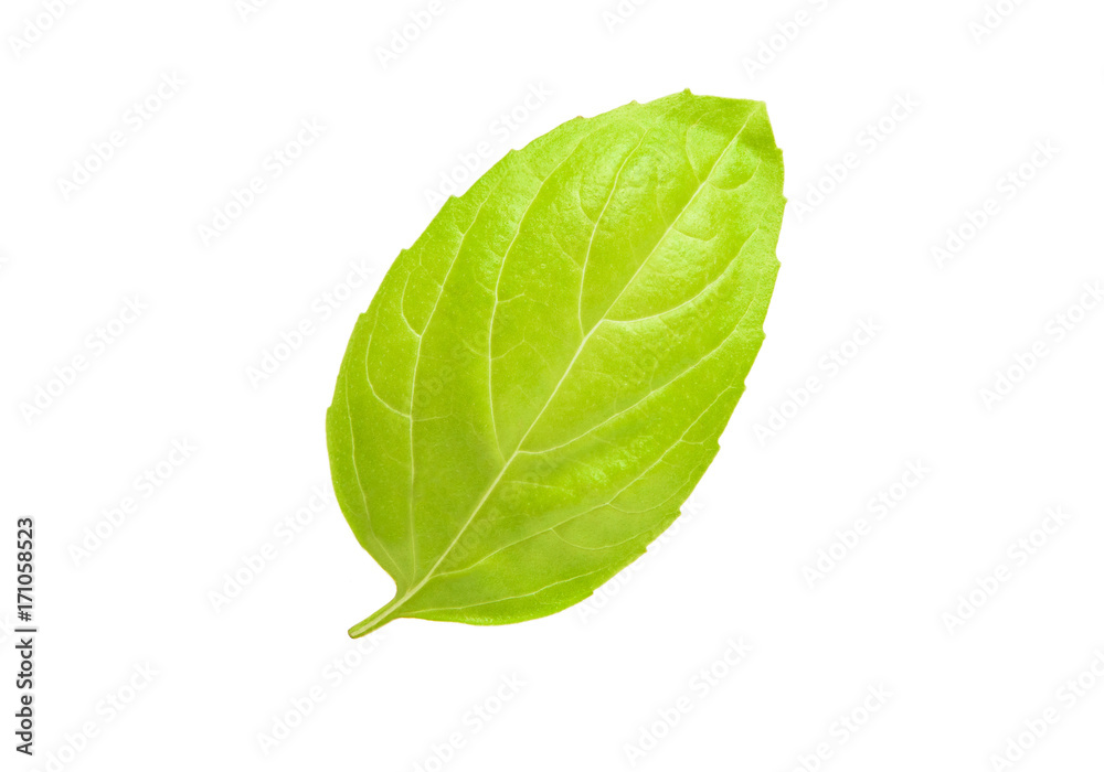 One single leaf of oregano isolated on white background One single leaf of oregano isolated on white background