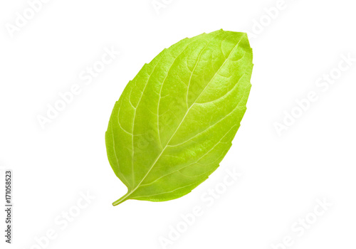One single leaf of oregano isolated on white background