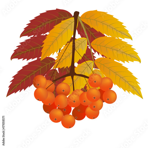 Branch of rowan berries with red and yellow leaves. Autumn, fall. Isolated on white background. Vector