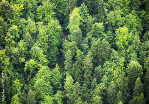 Green Forest, aerial view
