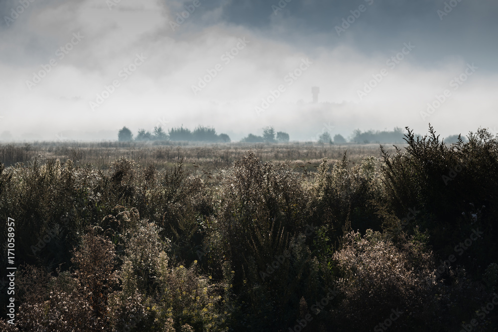 Grass on a field with fog in the morning. vintage nature background