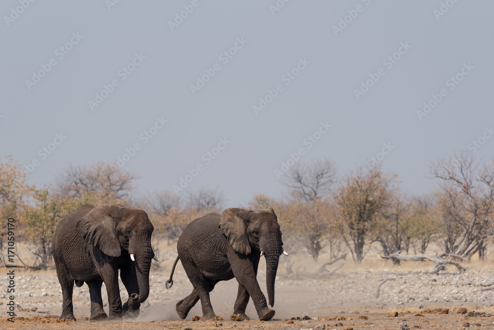 Fototapeta premium Elephant