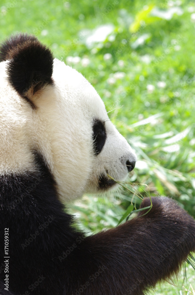 Fototapeta premium Portrait de Panda