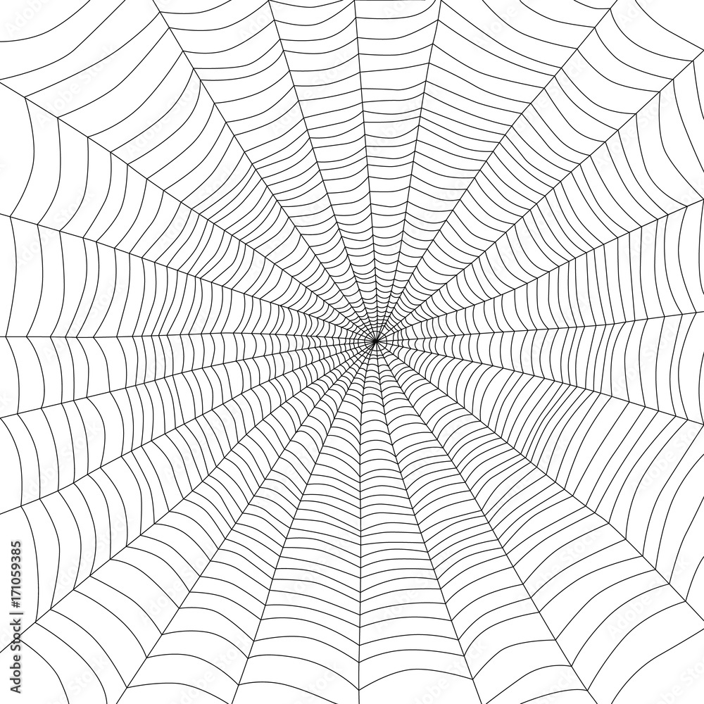 Spider web isolated on white, vector illustration