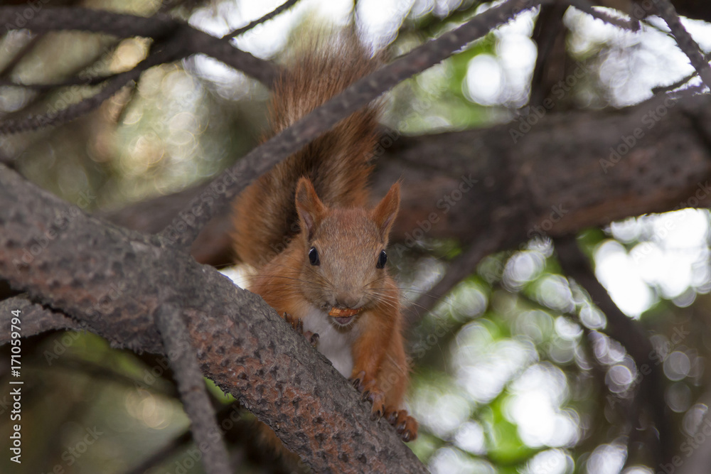 squirrel with nut in mouth squirrel with nut in mouth