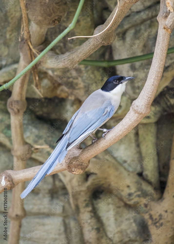 Azure-Winged Magpie (Cyanopica cyanus) Azure-Winged Magpie (Cyanopica cyanus)