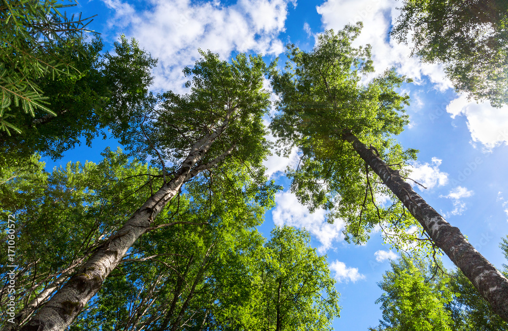 Fototapeta premium Crowns of tall birch trees above his head in the forest against a blue sky. Wild nature of the forests. Deciduous forest in summertime