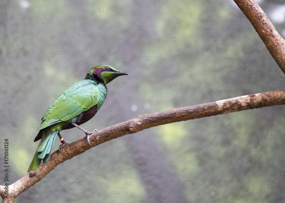 Obraz premium Emerald Starling (Lamprotornis iris)