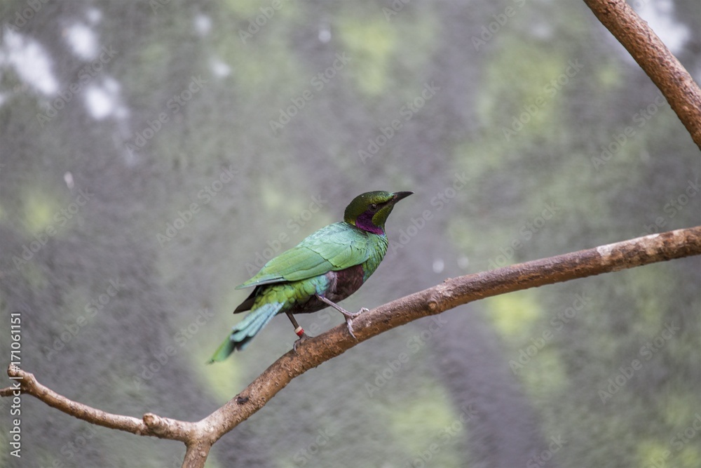 Emerald Starling (Lamprotornis iris) Emerald Starling (Lamprotornis iris)