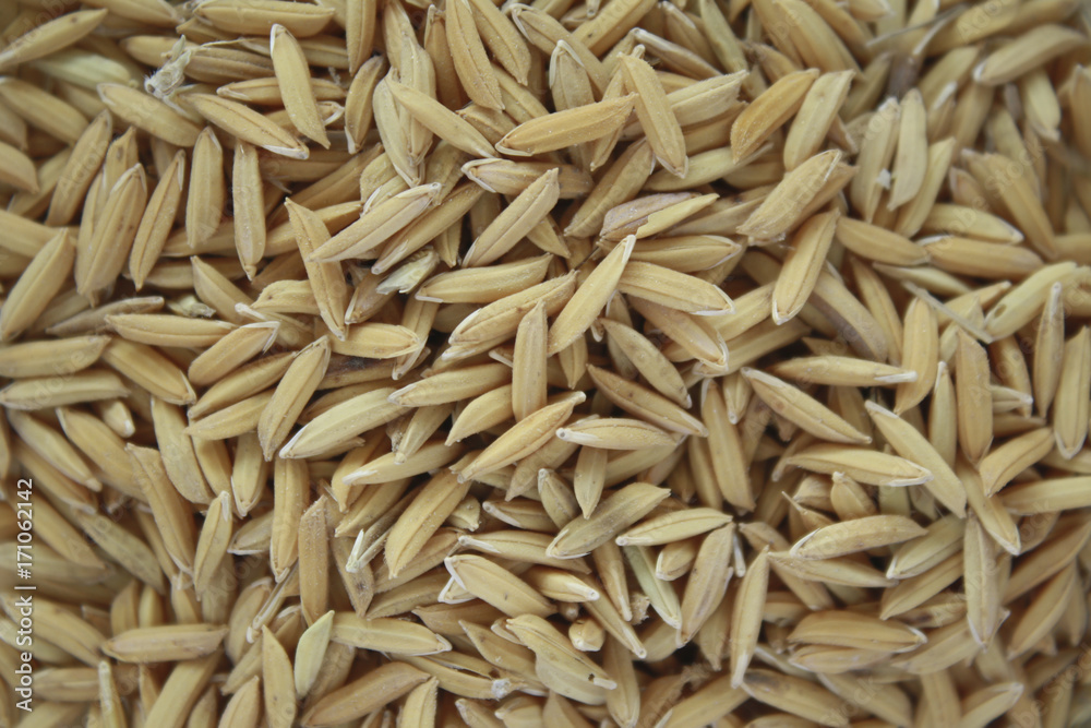 Close up brown paddy rice for background Close up brown paddy rice for background