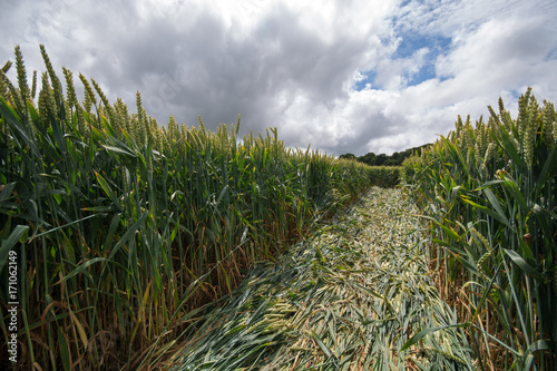 Crop circle at Lockeridge, Wiltshire, England, ground level view