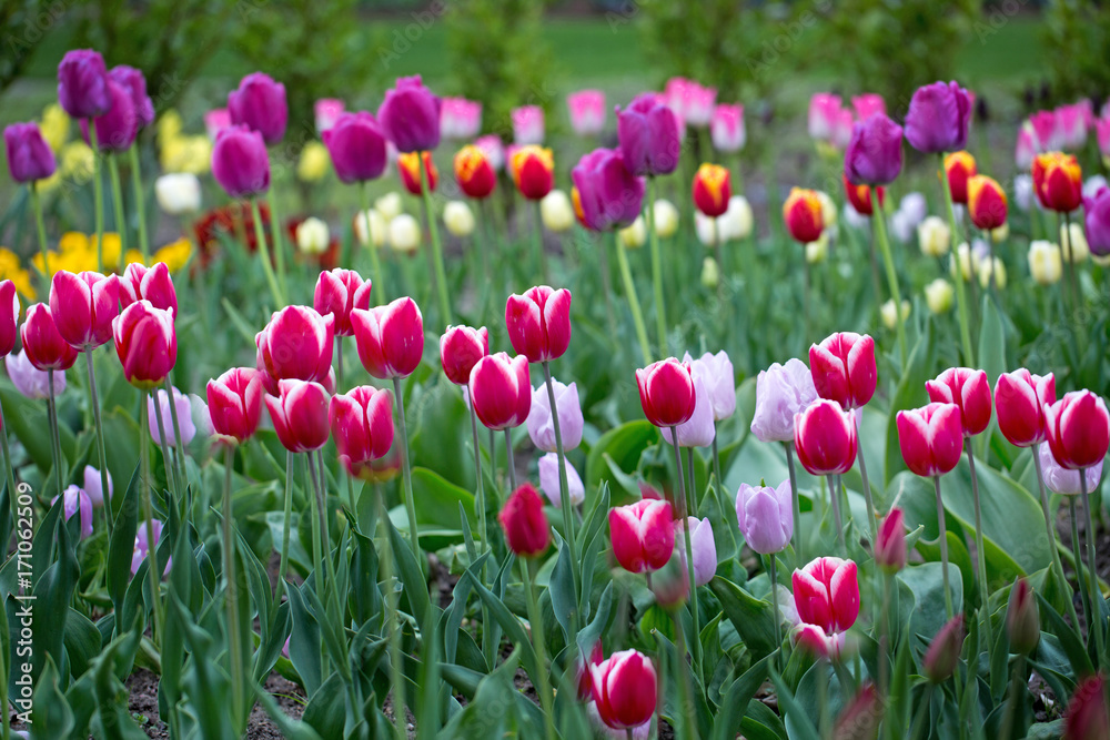 Obraz premium A bed of brightly coloured tulips in an english country garden