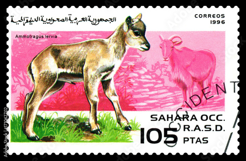 Postage stamp. Ammolragus lervia.