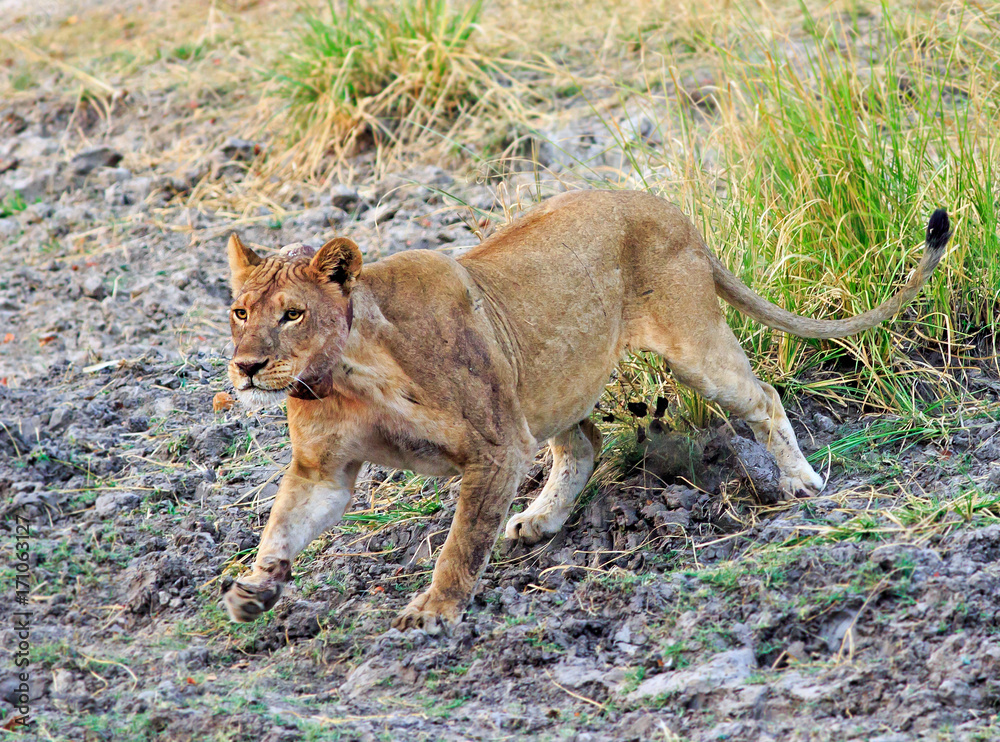 Lioness just about to pounce with some motion blur on front paw, Zambezi national park, Zimbabwe Lioness just about to pounce with some motion blur on front paw, Zambezi national park, Zimbabwe