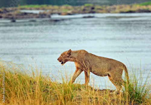 Lioness walking along the bank of the zambezi river, Zimbabwe © paula