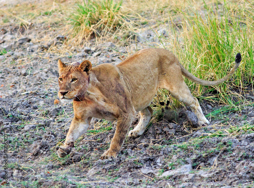 Lioness just about to pounce with some motion blur on front paw, Zambezi national park, Zimbabwe