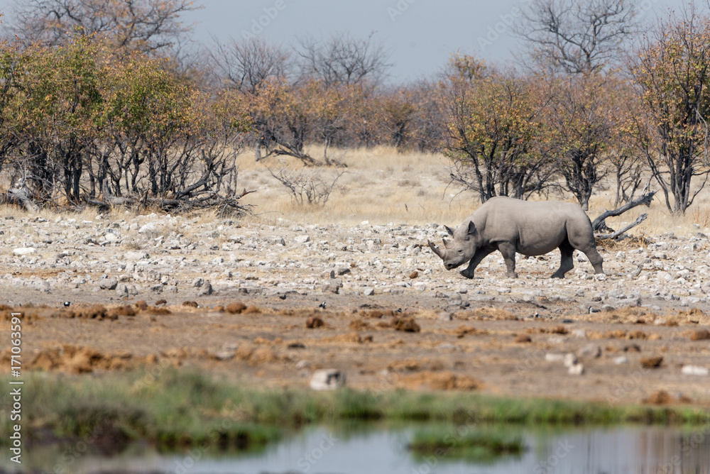 Fototapeta premium Rhinoceros