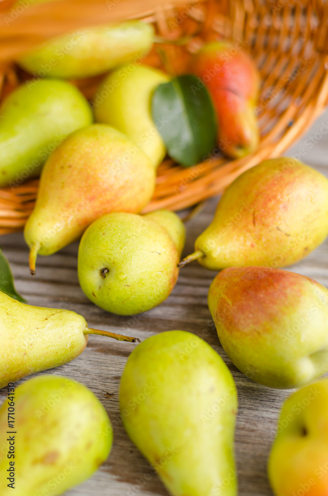 Lot of ripe pears spilled out of a basket Lot of ripe pears spilled out of a basket