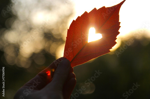 Autumn red leaf with cut heart in a hand