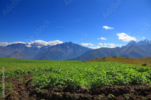 potato field in the high mountains