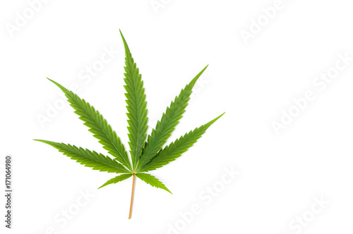 Marijuana leaf on white background isolated