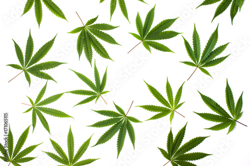 Fototapeta Naklejka Na Ścianę i Meble -  Marijuana leafs on white background isolated