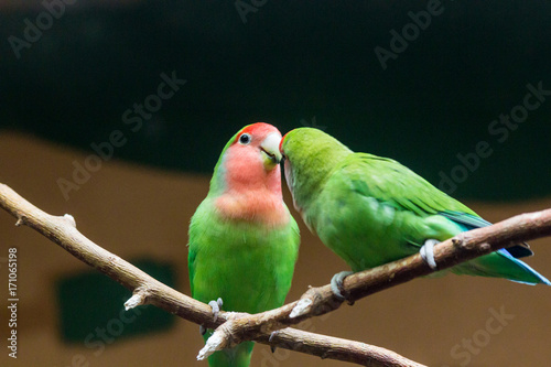 yellow-naped amazon parrot Amazonia National Park in the territory of Itaituba municipality in the state of Para near the borders of the state of Amazonas.