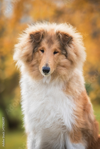 Portrait of rough collie dog in autumn © Rita Kochmarjova
