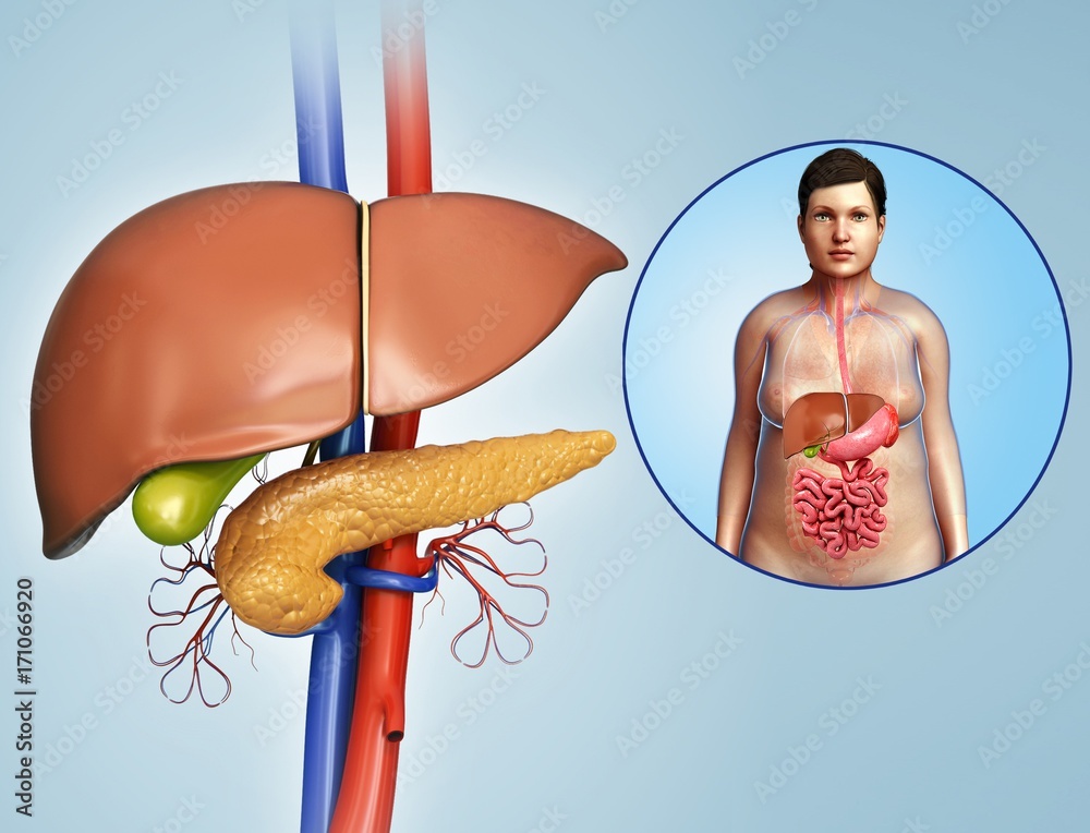 Foto de Liver and pancreas anatomy, illustration do Stock Adobe Stock