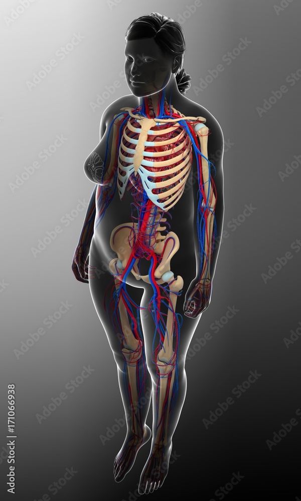 Female circulatory systems, illustration Female circulatory systems, illustration