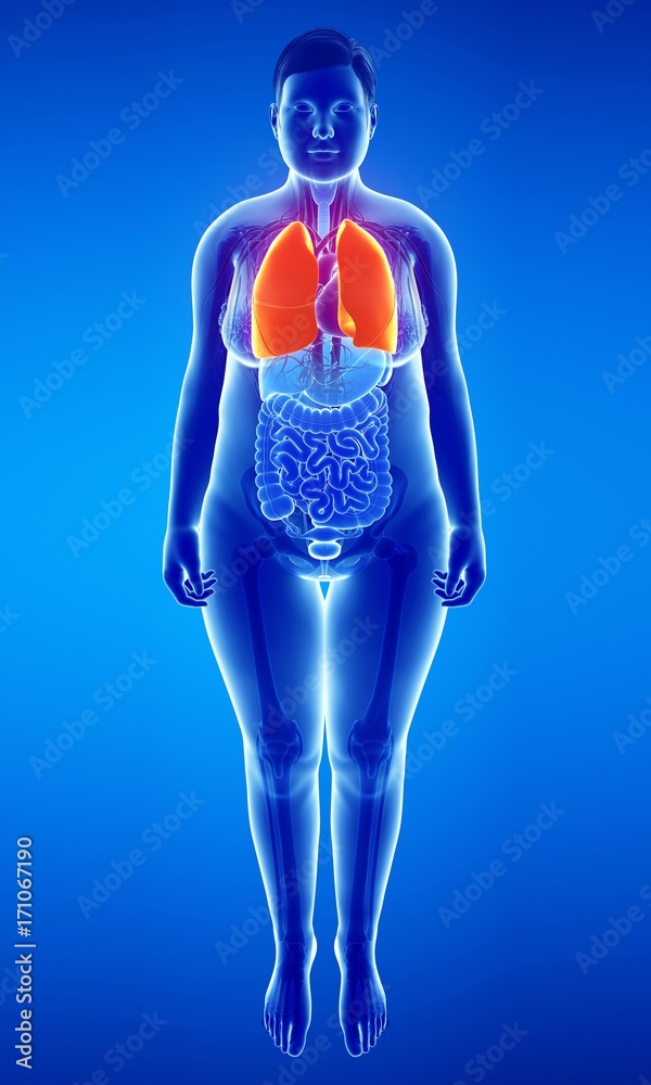 Female lungs, illustration Female lungs, illustration