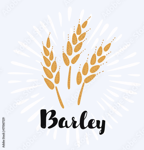 Ears of Wheat, Barley or Rye vector visual graphic icons, ideal for bread packaging, beer labels etc.